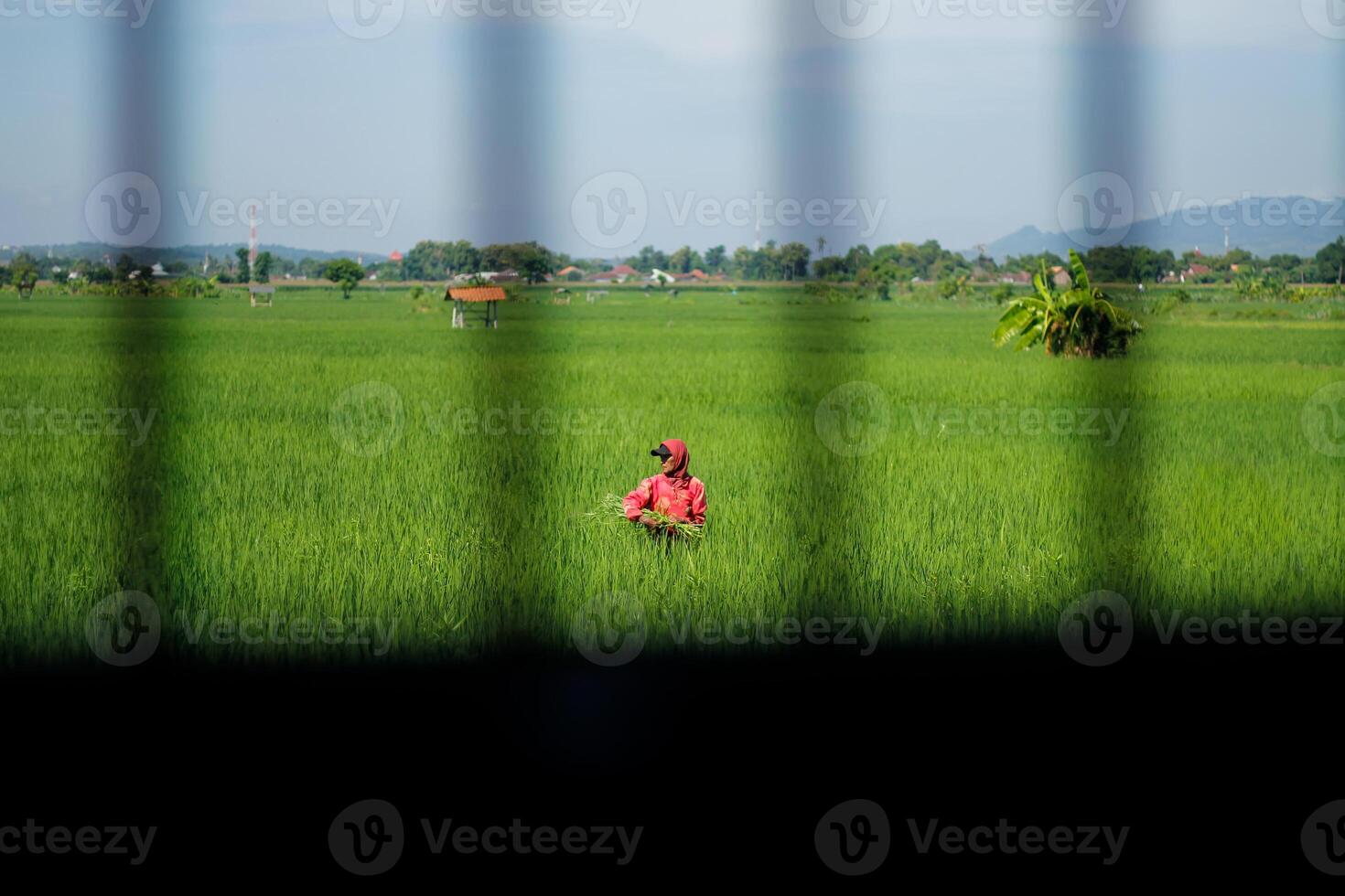 Farmers are currently tending to paddy rice in the expansive fields with mountains in the background photo
