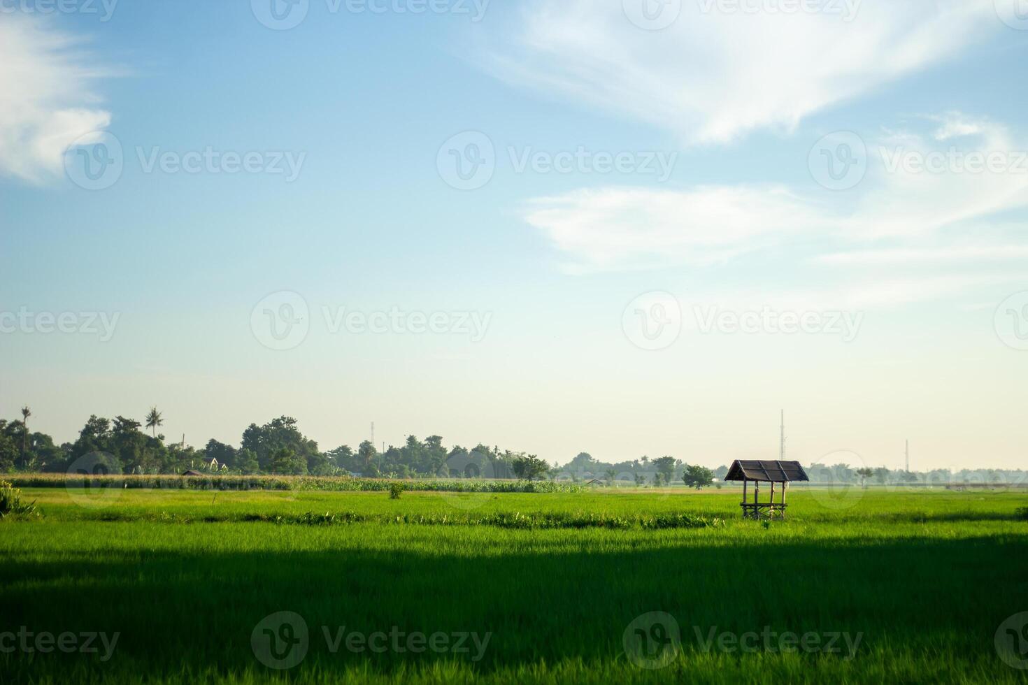Landscape of paddy fields with a simple hut in the middle of the fields photo
