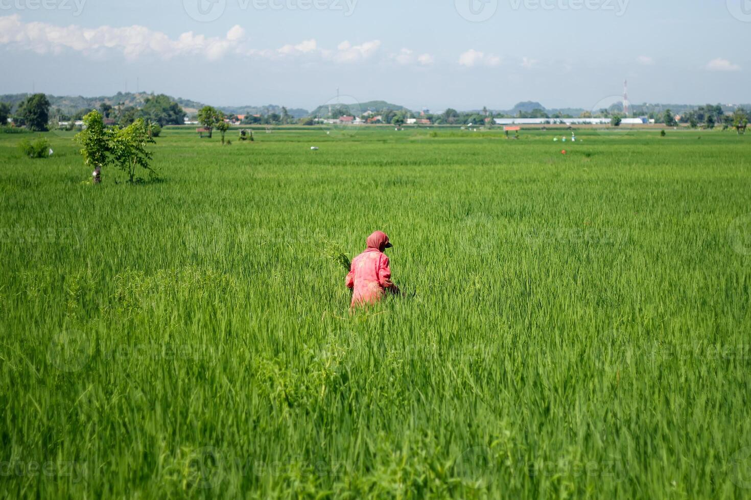 Farmers are currently tending to paddy rice in the expansive fields with mountains in the background photo