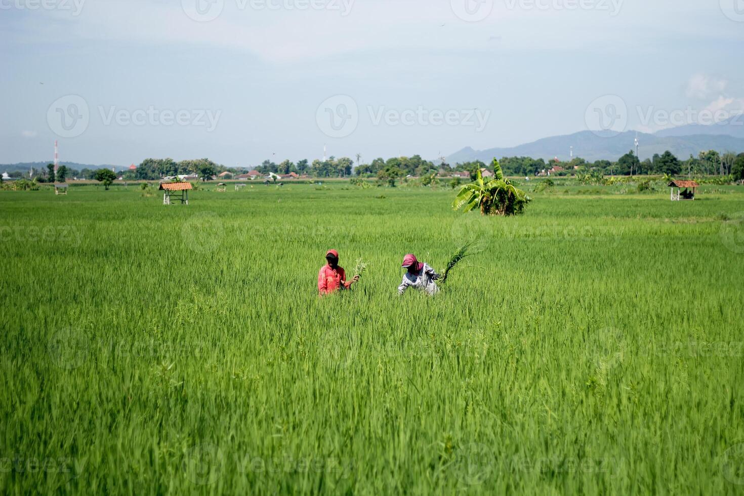 Farmers are currently tending to paddy rice in the expansive fields with mountains in the background photo