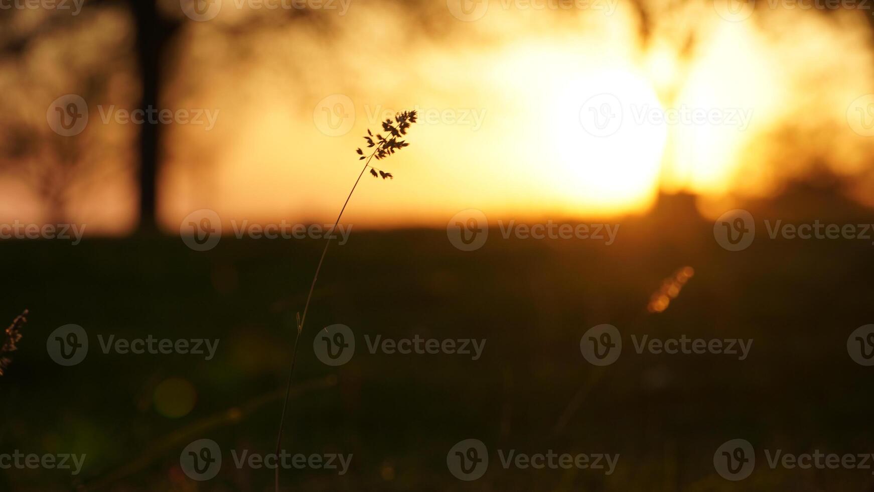 Magical Golden Sunset photo