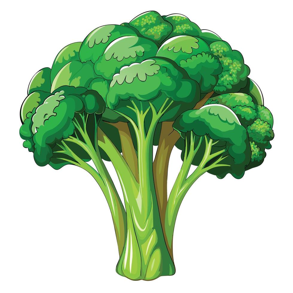 Fresh and Vibrant Broccoli Illustrations Add Green Appeal to Your Designs vector