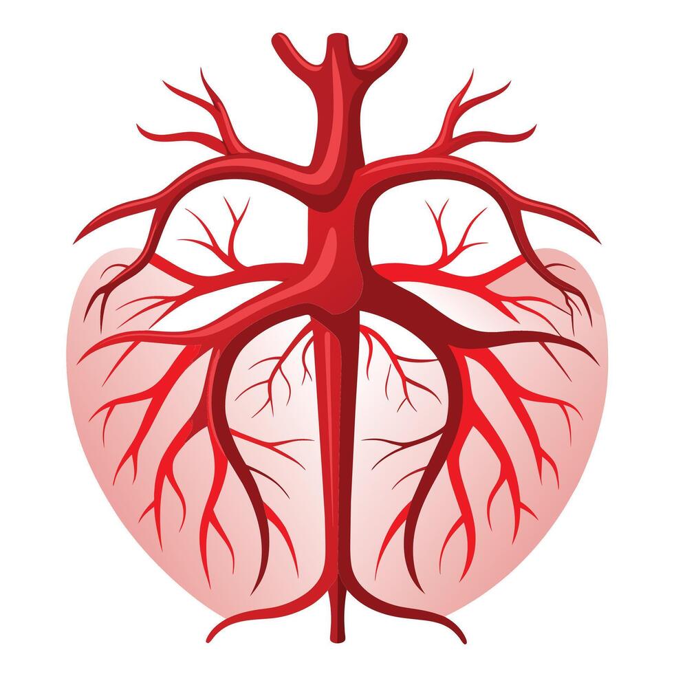 Human Blood Vessels Art Anatomy for Medical Education vector