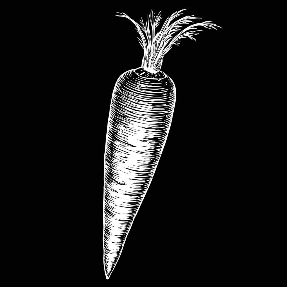 Fresh and Vibrant Carrot Illustrations Elevate Your Designs vector