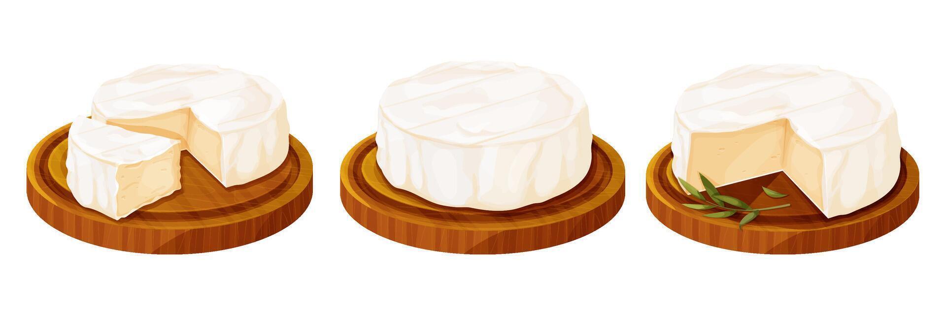 Set Camembert cheese, brie french soft creamy food on wooden tray with rosemary isolated on white background. vector