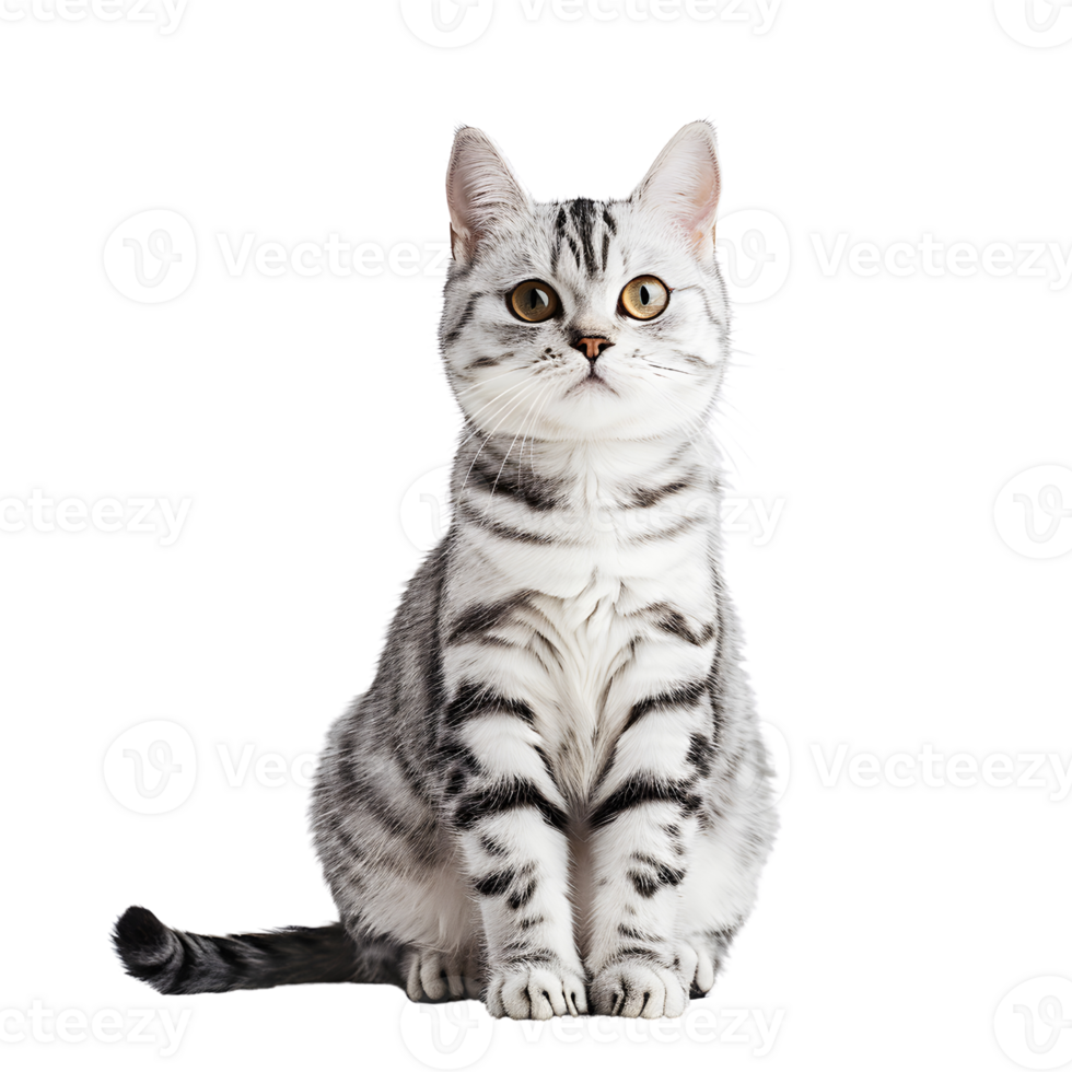 portraits of American Shorthair cat png