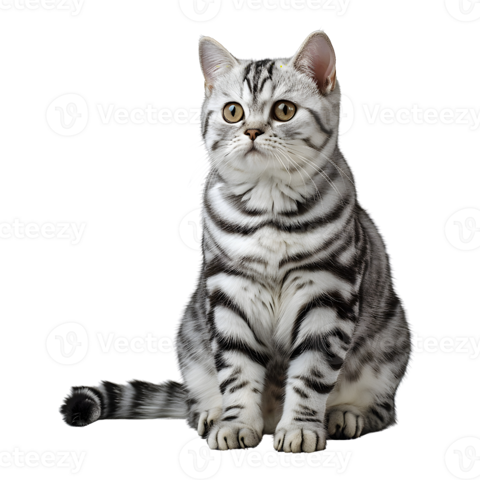portraits of American Shorthair cat png