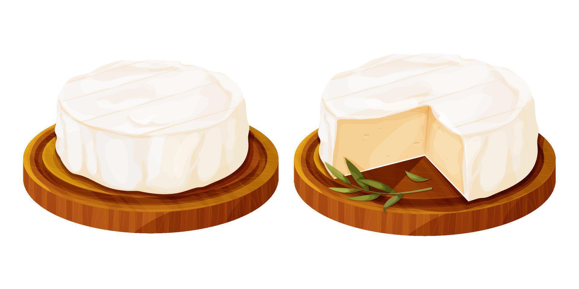 Set Camembert cheese, brie french soft creamy food on wooden tray with rosemary isolated on white background. vector