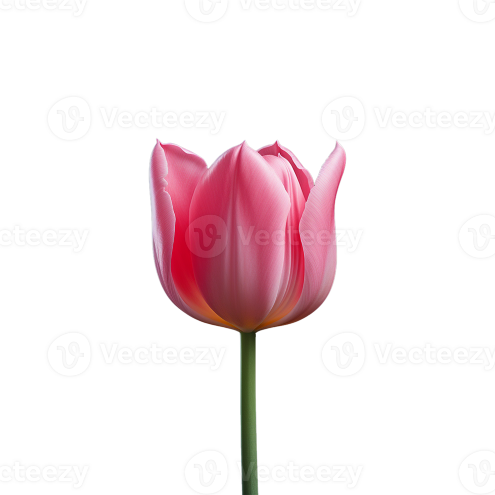 pink tulip isolated on transparent background png