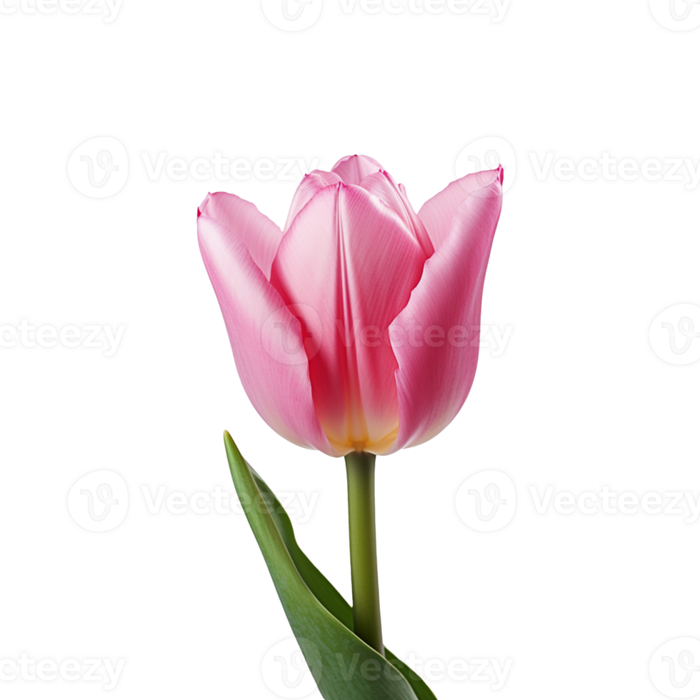 pink tulip isolated on transparent background png