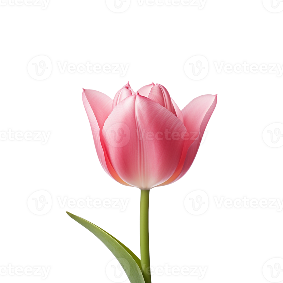 pink tulip isolated on transparent background png