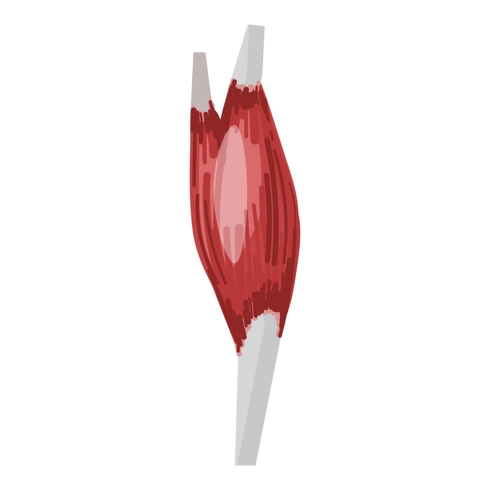 Digital illustration of human heart anatomy vector