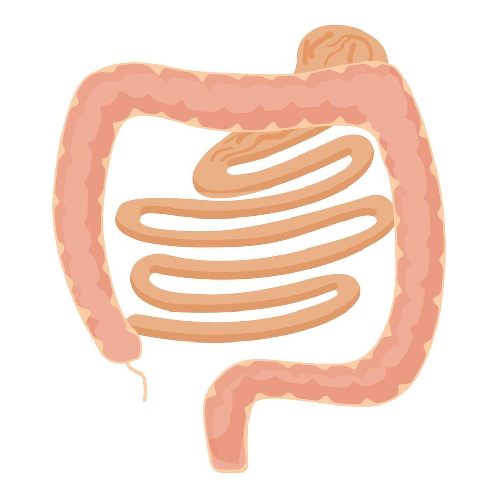 Human digestive system large intestine illustration vector
