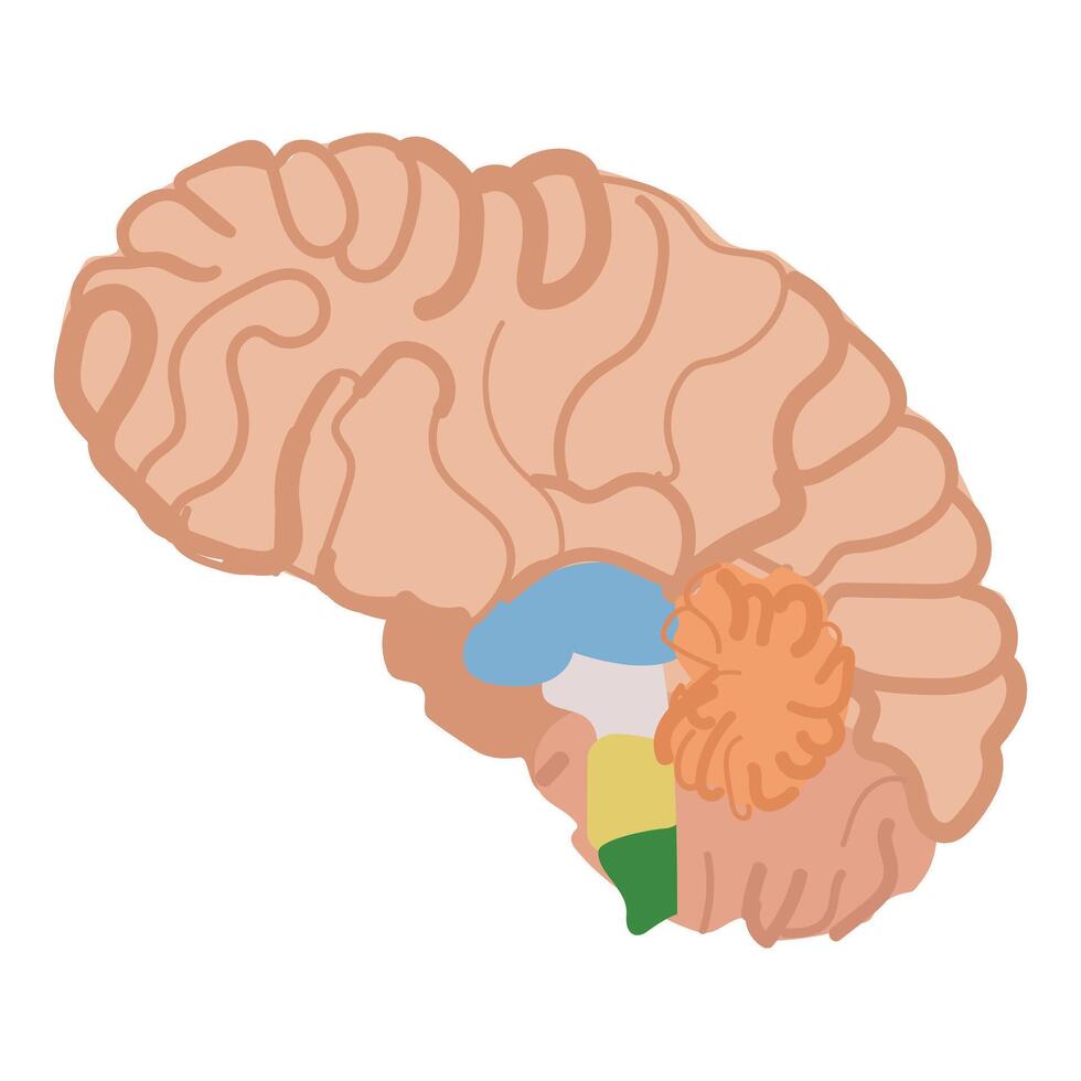 Human brain illustration with colorcoded regions vector