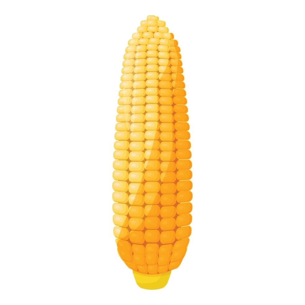 Fresh yellow corn cob isolated on white background vector