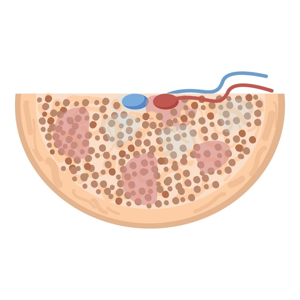 Crosssection of human skin illustration vector