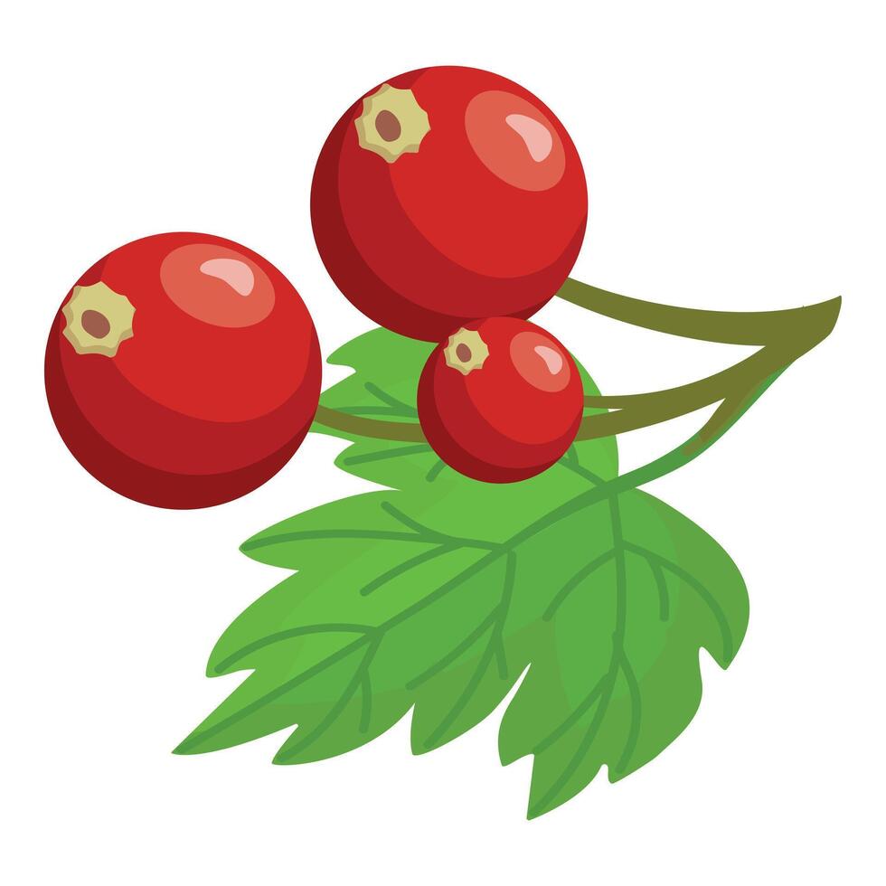 Fresh red cranberries on a branch with leaves vector