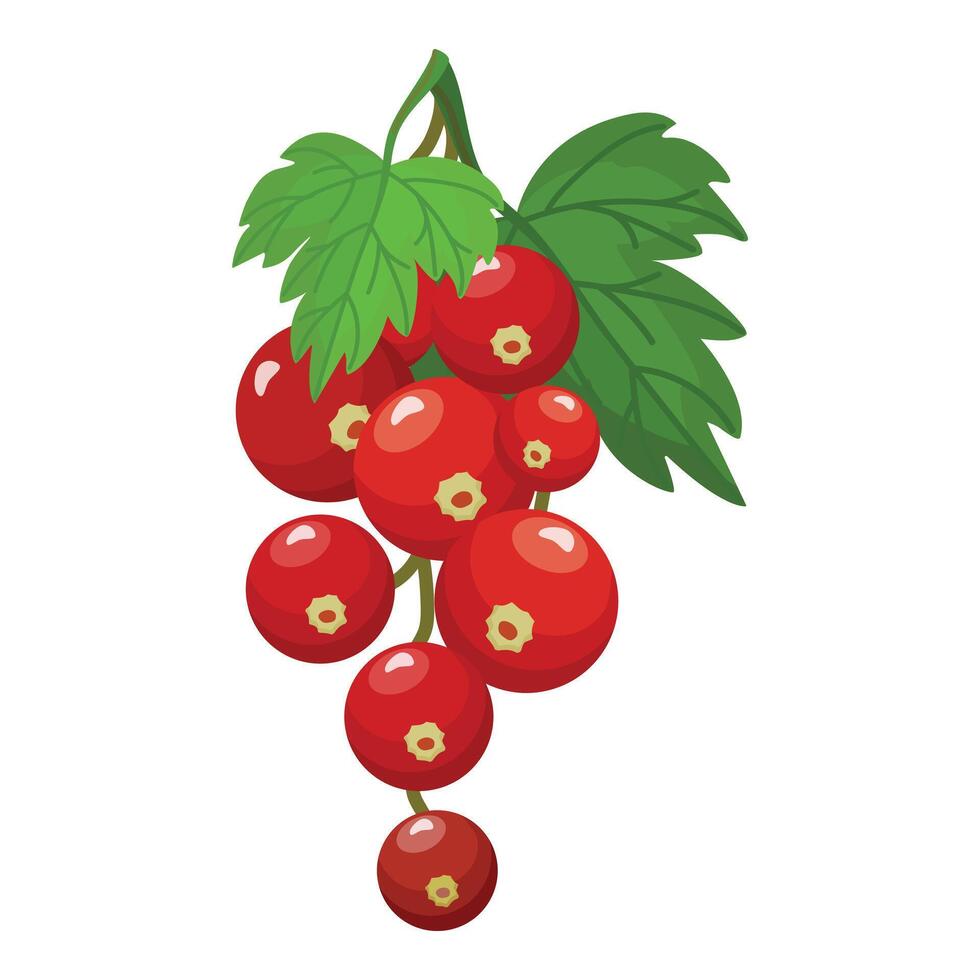 Fresh redcurrant cluster with leaves illustration vector
