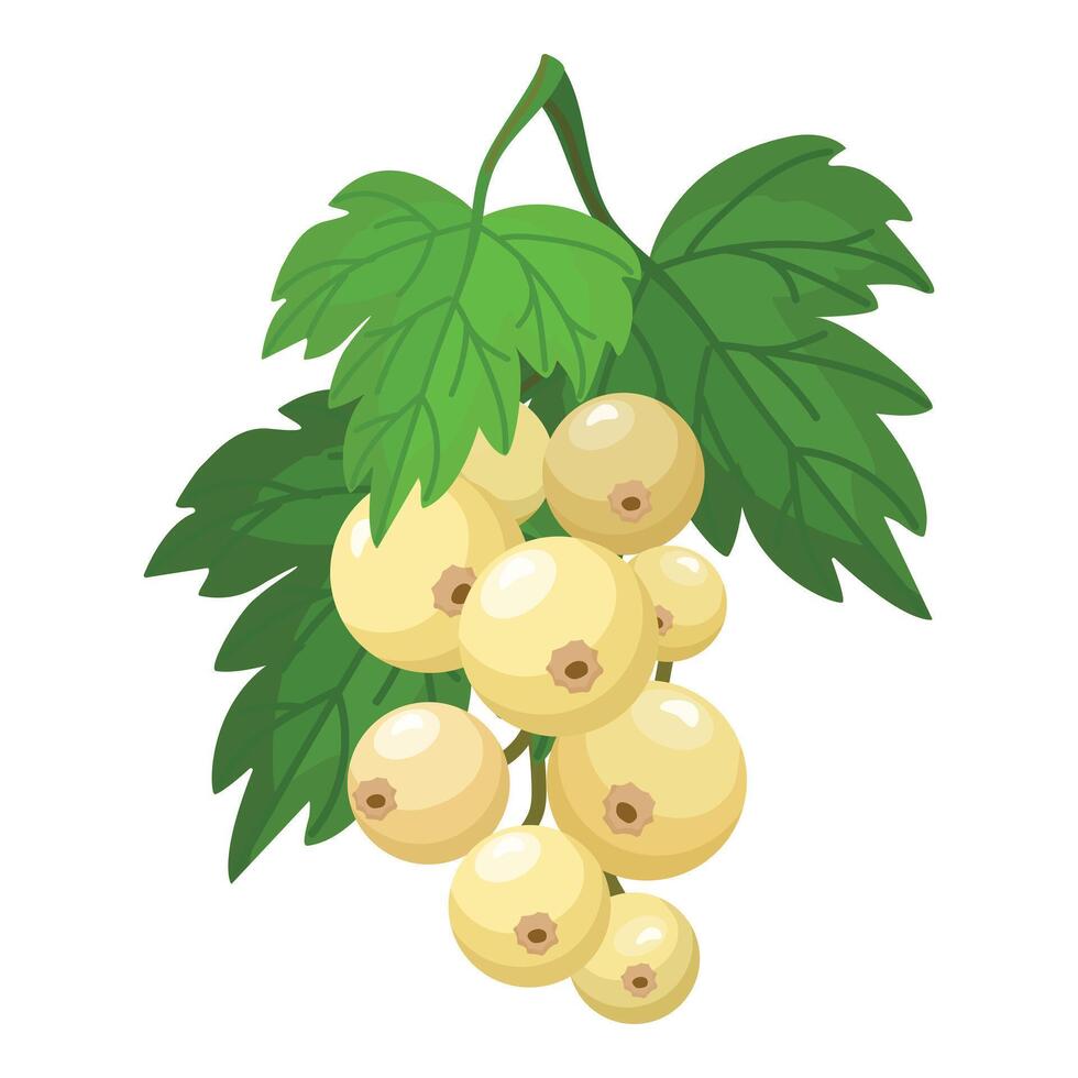 Fresh white currant berries with leaves illustration vector