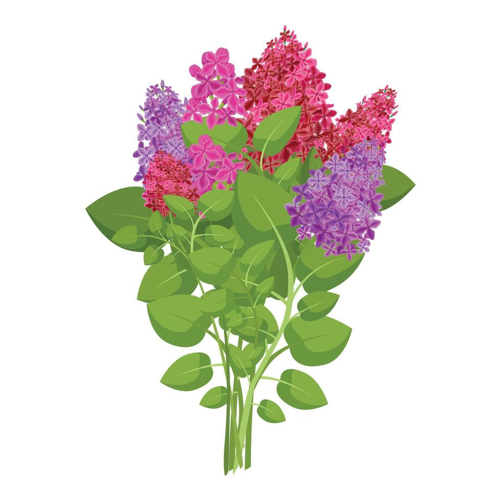 Colorful lilac flower bouquet illustration vector