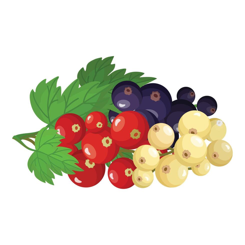 Assorted fresh berries and leaves illustration vector