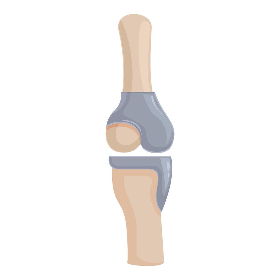 Human knee joint anatomy illustration vector