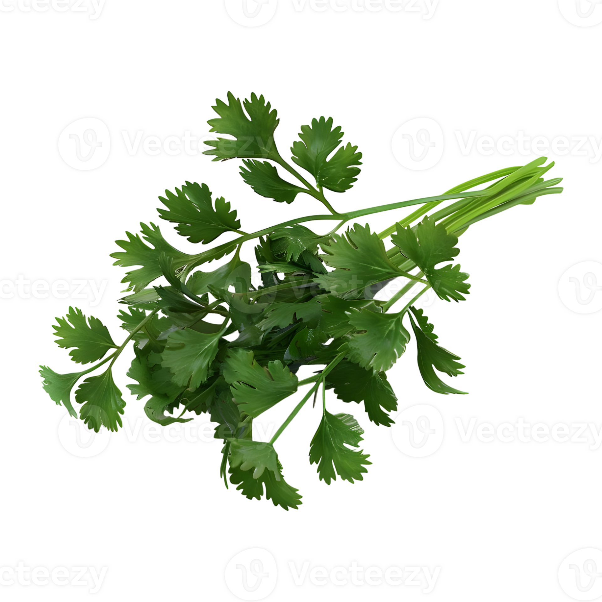 Floating Cilantro