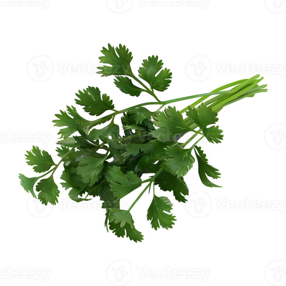 3D Rendering of a Green Parsley on Transparent Background png