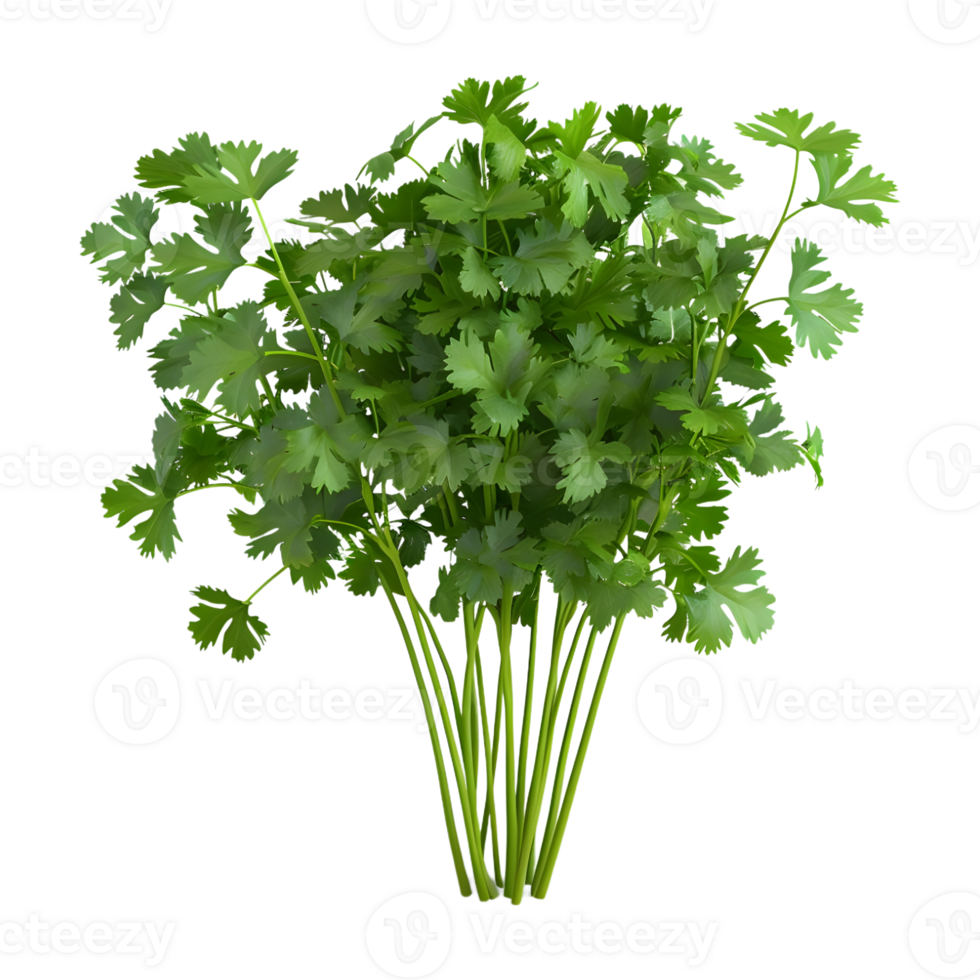 3D Rendering of a Green Parsley on Transparent Background png