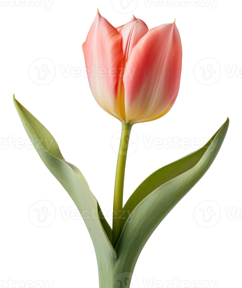 tulips isolated on transparent background png