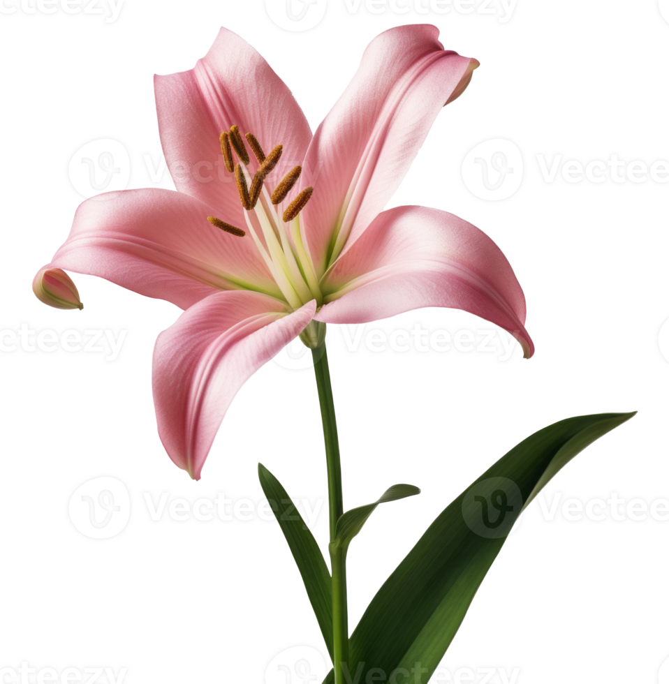 lily flower isolated on transparent background png