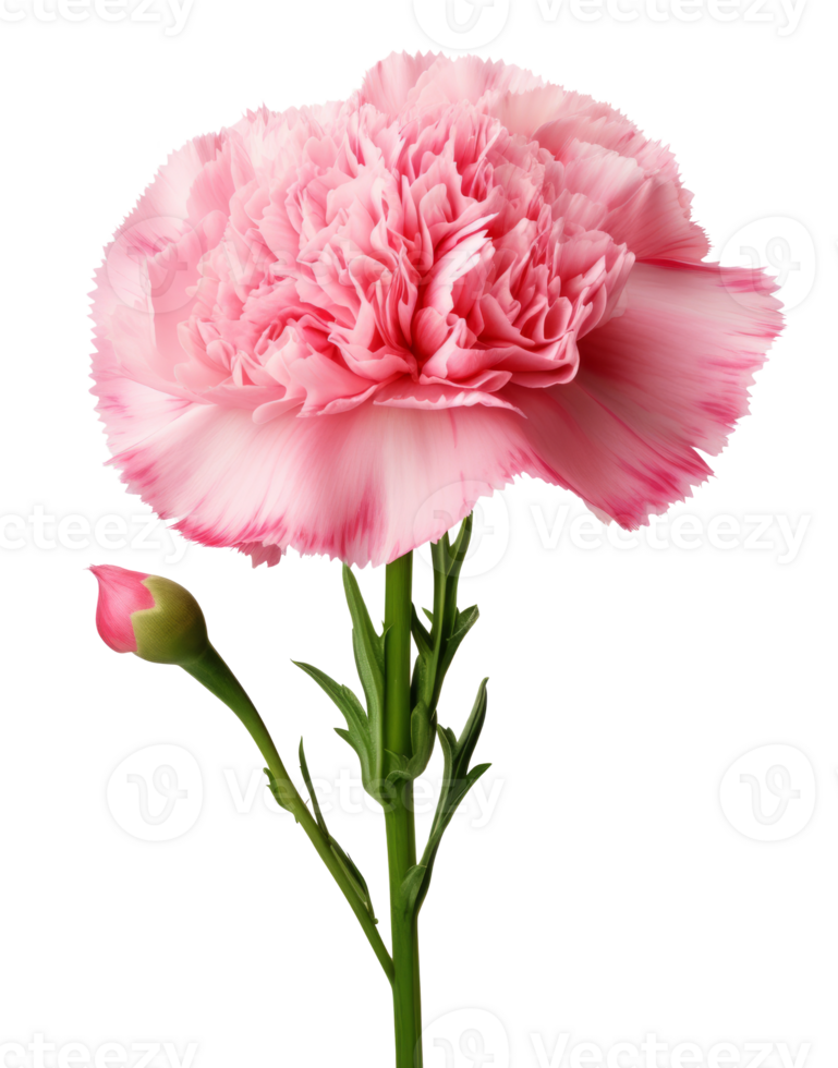 carnation flower isolated on transparent background png