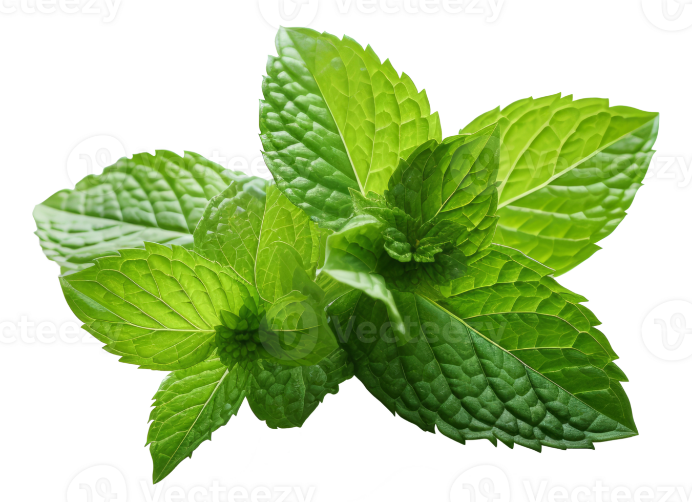 Isolated Fresh Mint Leaves on transparent background Aromatic Herb with Medicinal Qualities for Healthy Cooking and Natural Freshness in Nature png