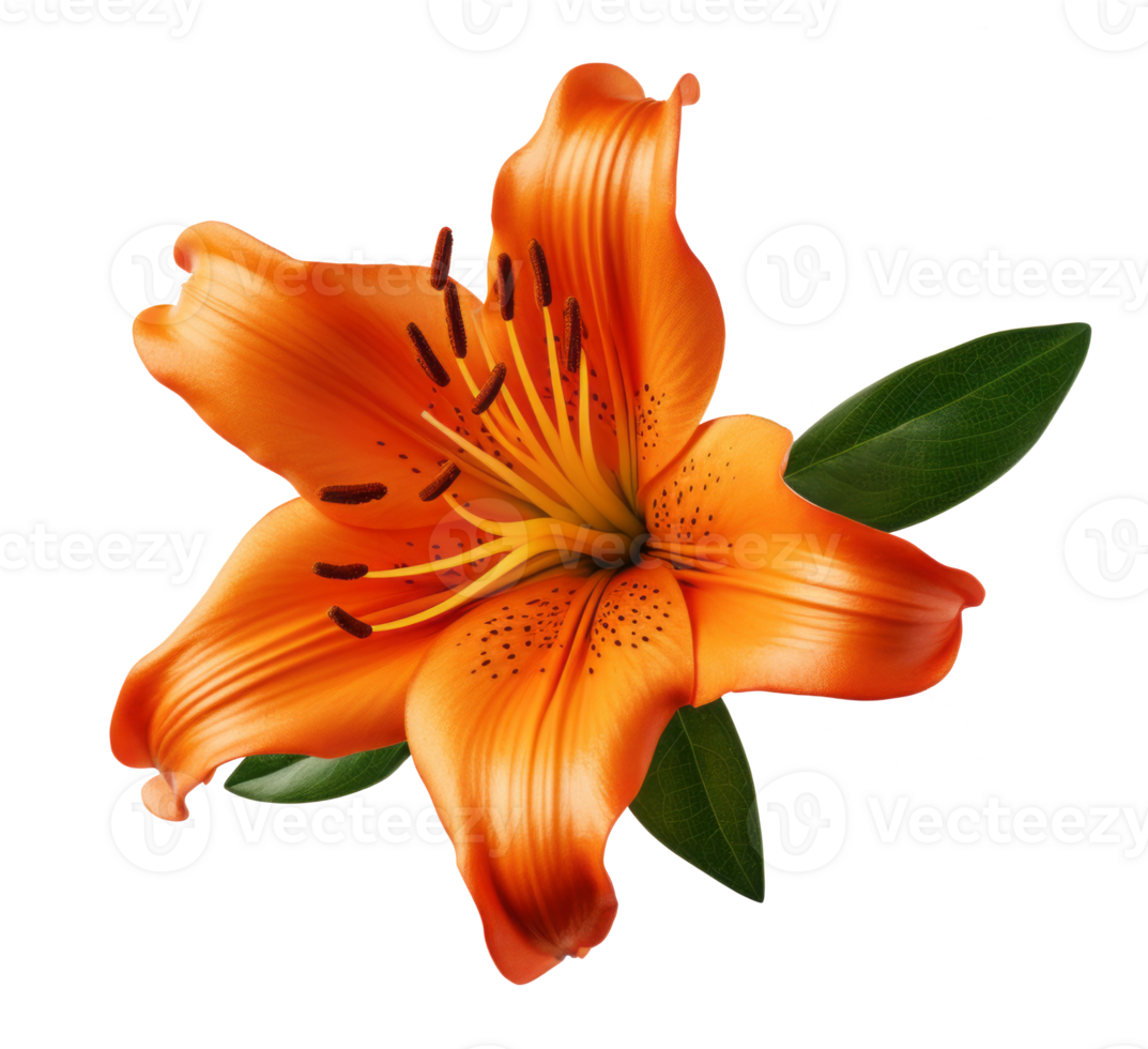 lily flower isolated on transparent background png