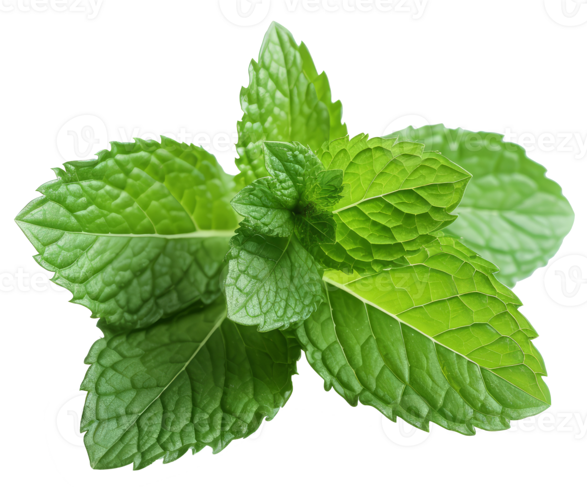 Isolated Fresh Mint Leaves on transparent background Aromatic Herb with Medicinal Qualities for Healthy Cooking and Natural Freshness in Nature png