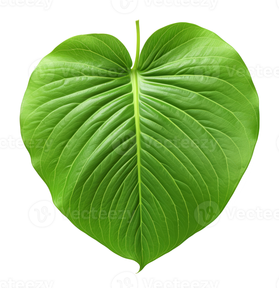 betel leaf isolated on transparent background png
