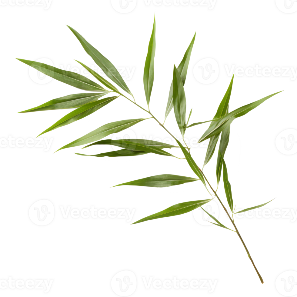 bamboo leaf isolated on transparent background png