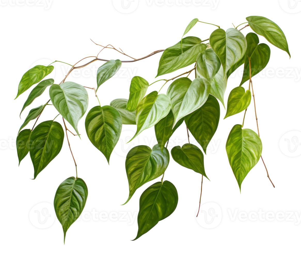 betel leaf isolated on transparent background png
