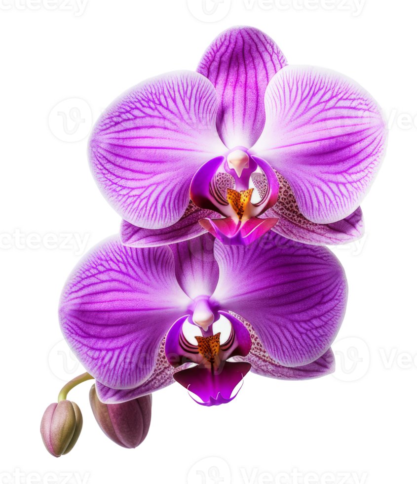 orchid flower isolated on transparent background png
