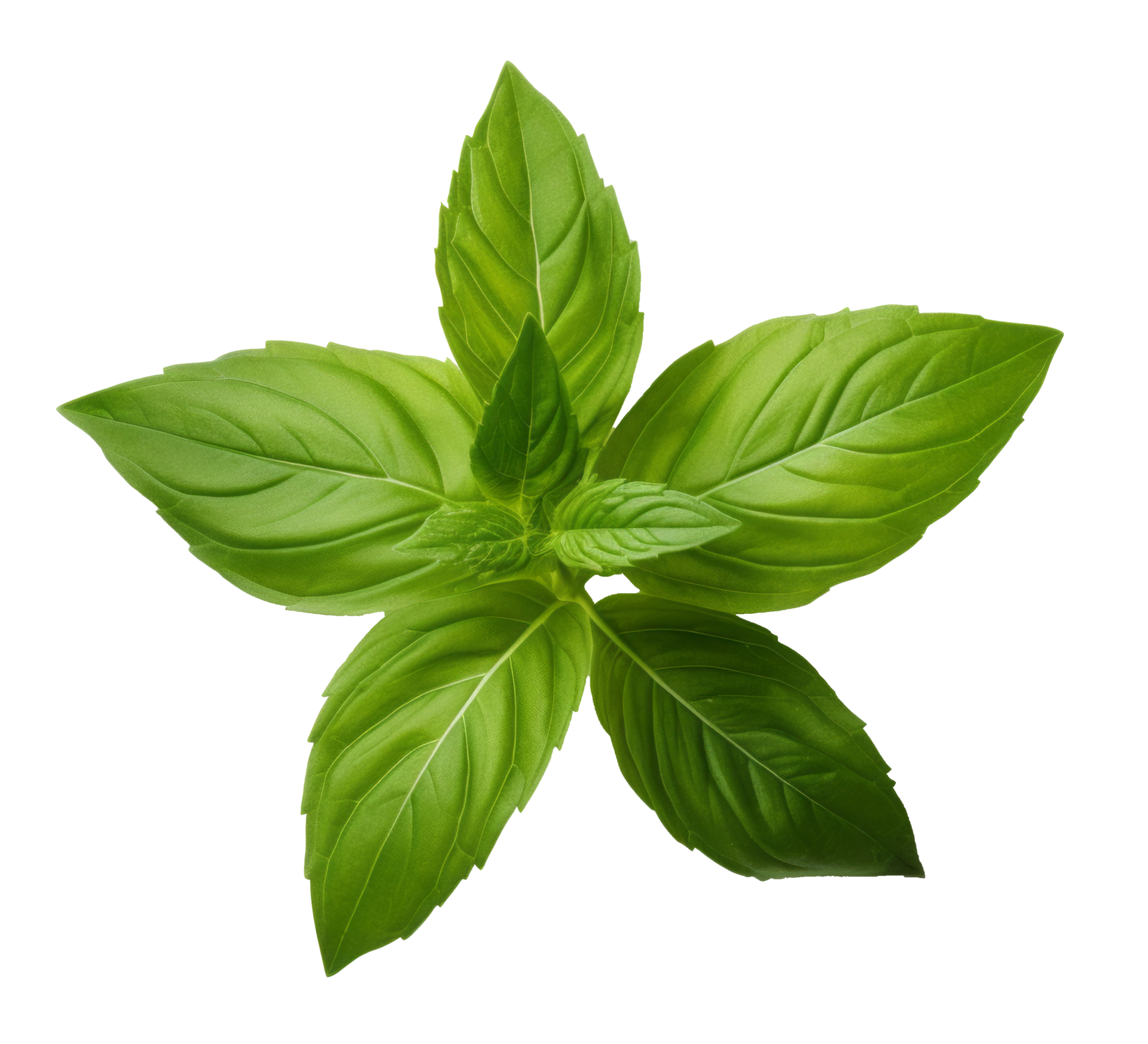 holy basil leaf isolated on transparent background 45496519 PNG