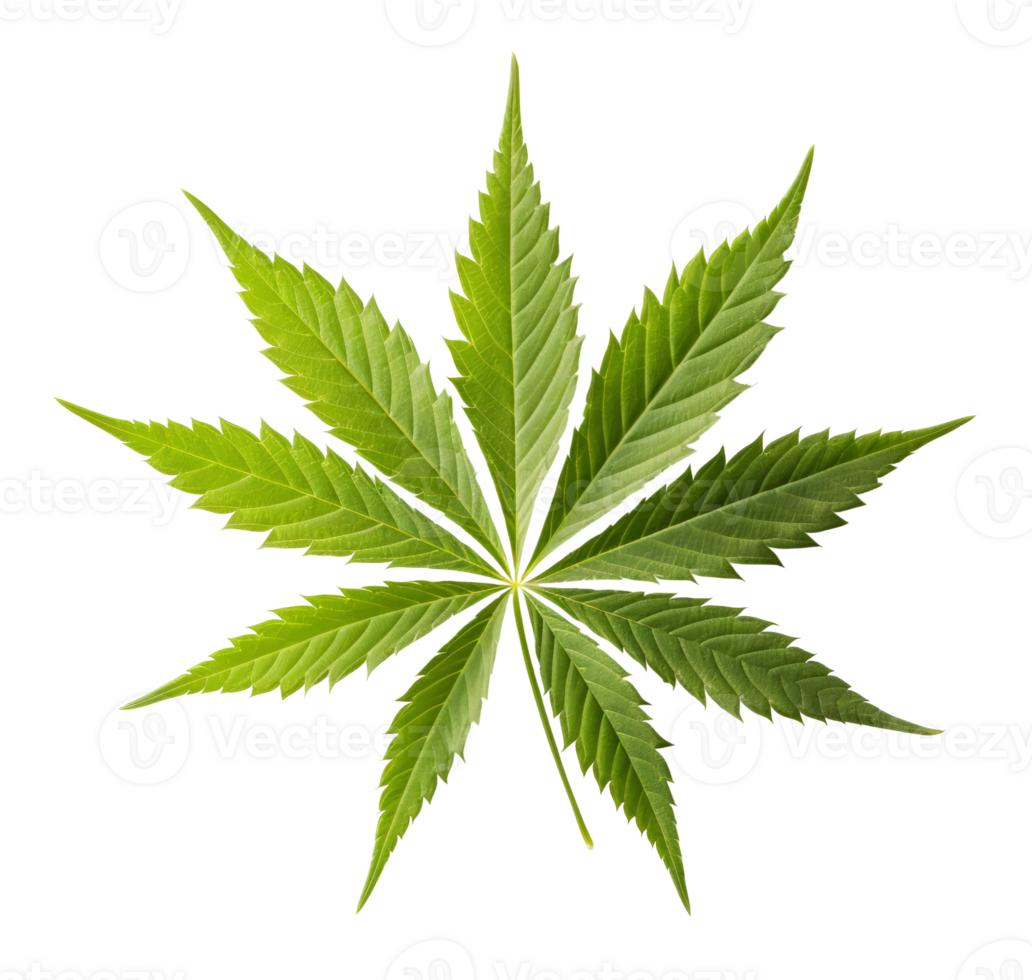 hemp leaf isolated on transparent background png