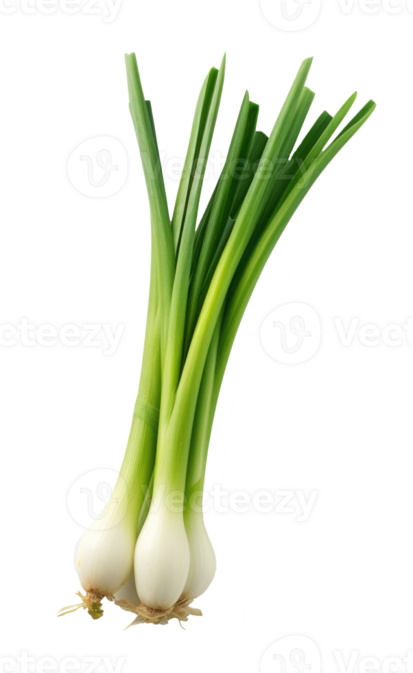 spring onions isolated on transparent background png