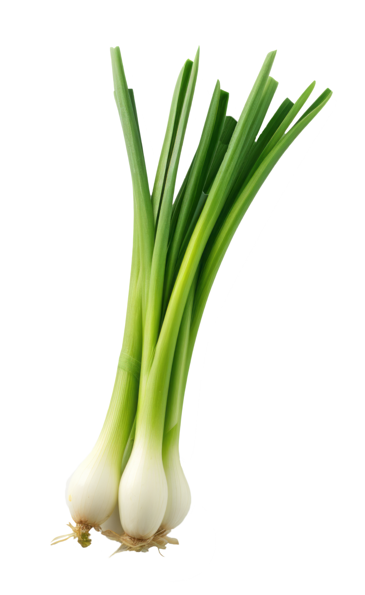 spring onions isolated on transparent background 45496522 PNG