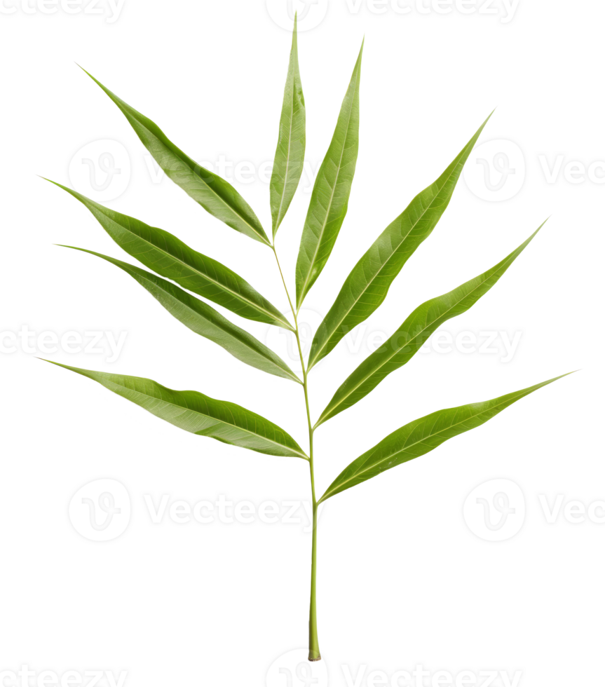 bamboo leaf isolated on transparent background png