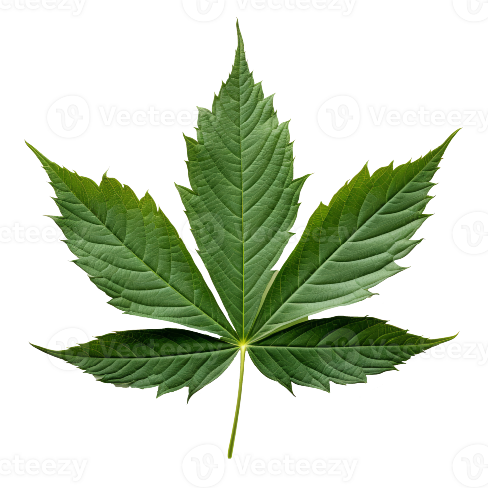 papaya leaf isolated on transparent background png