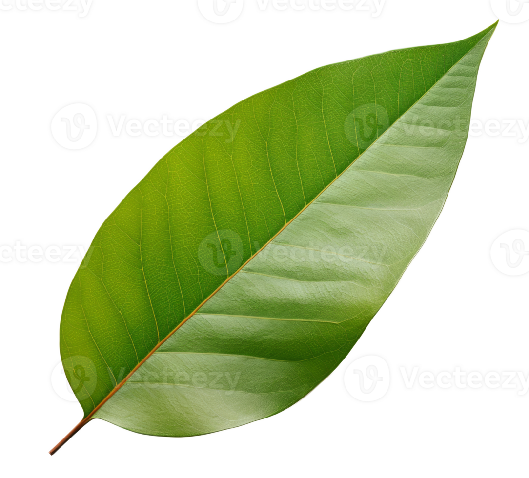 mango leaf isolated on transparent background png