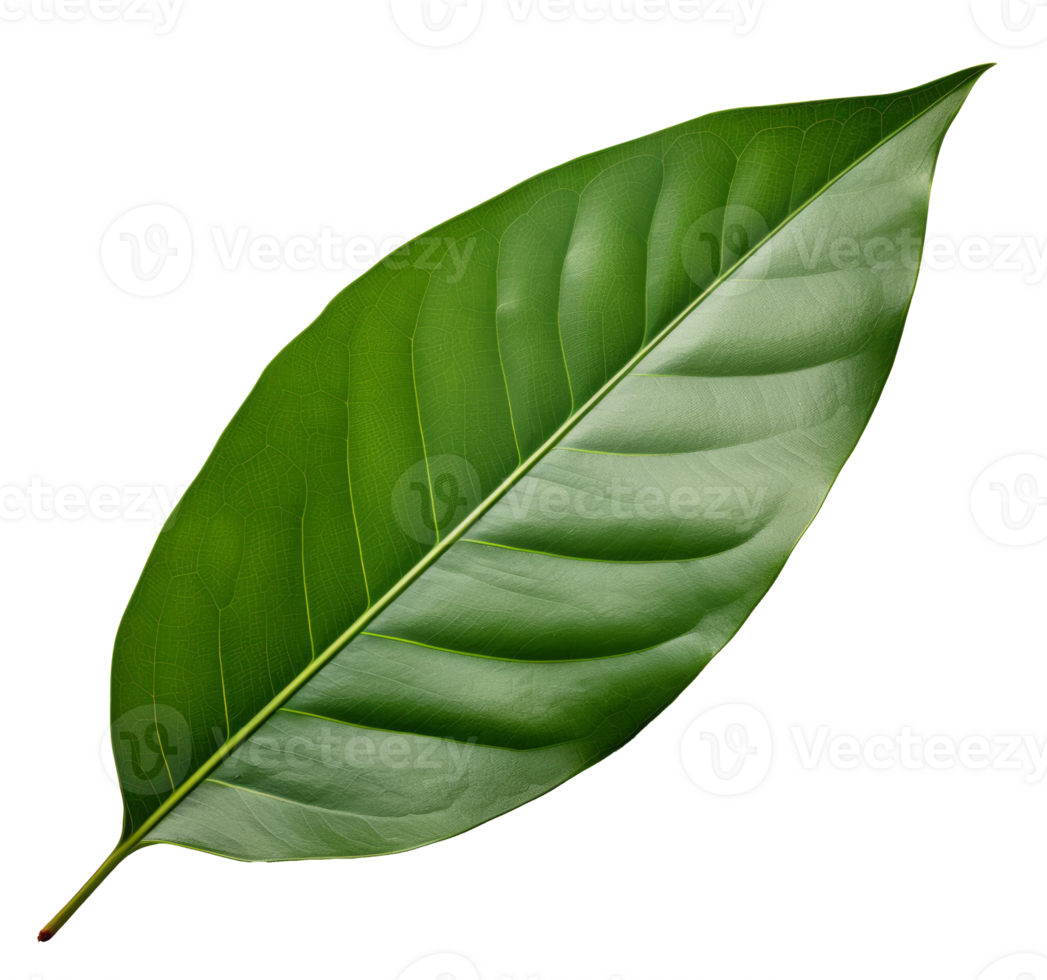 mango leaf isolated on transparent background png