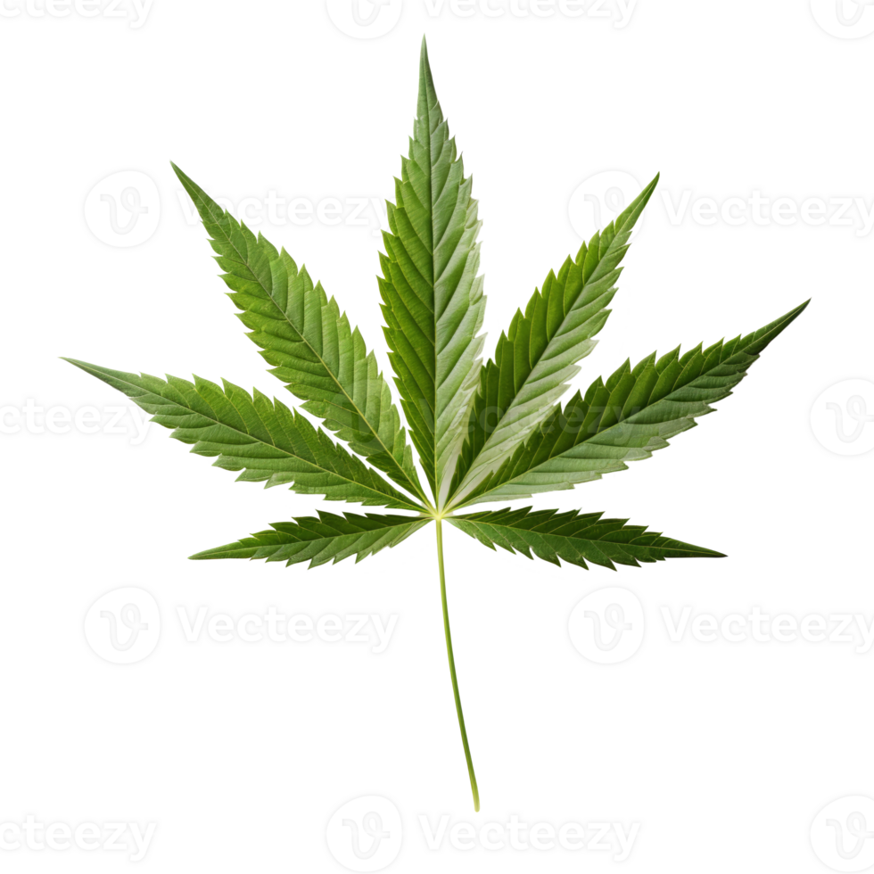 hemp leaf isolated on transparent background png