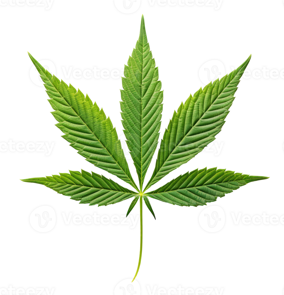hemp leaf isolated on transparent background png