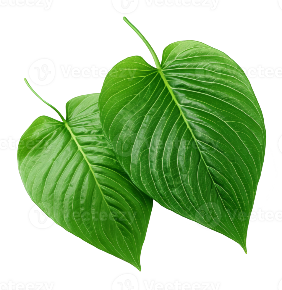 betel leaf isolated on transparent background png